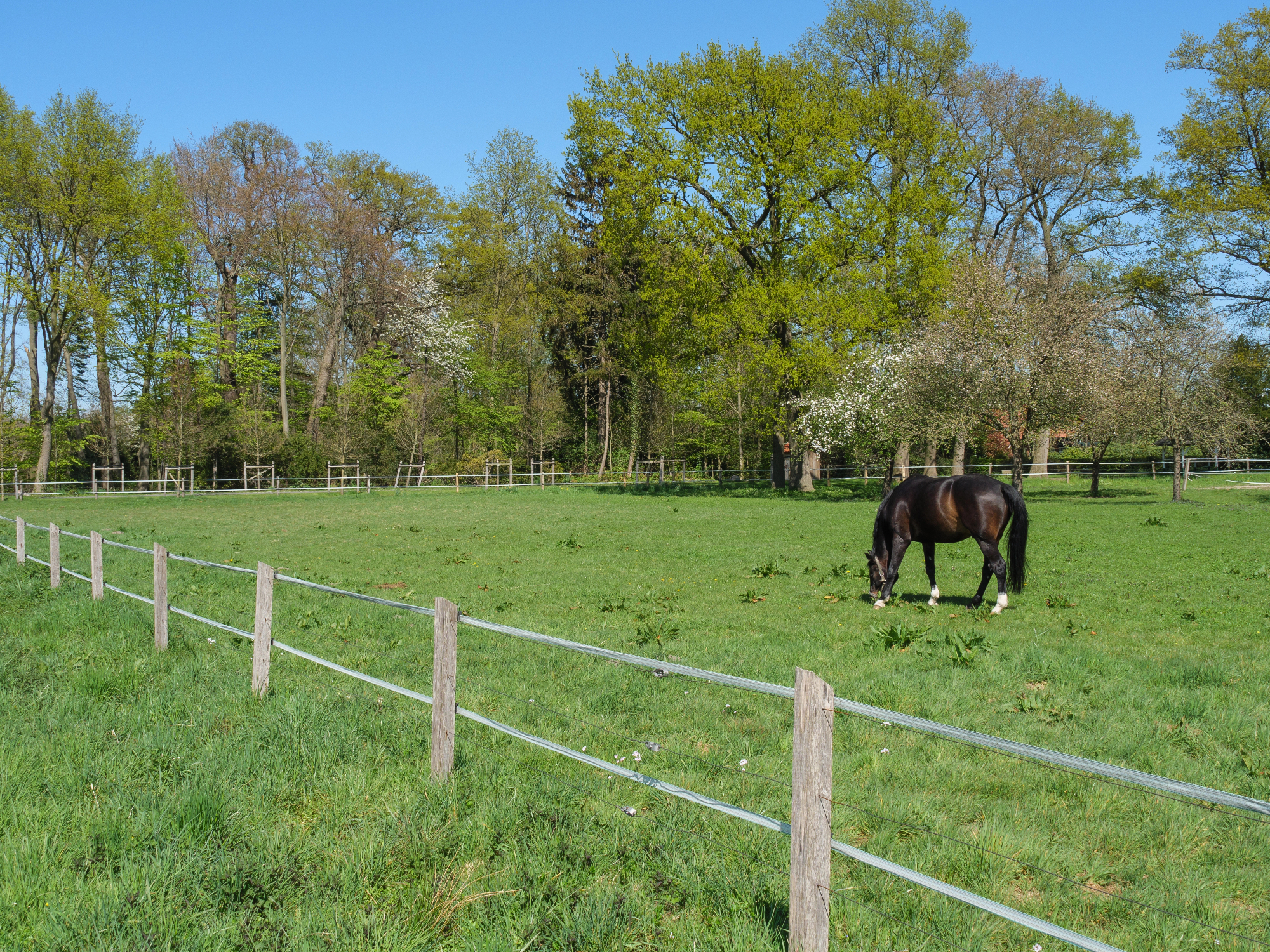 Električni ali pašni pastir je odlična zaščita domače črede